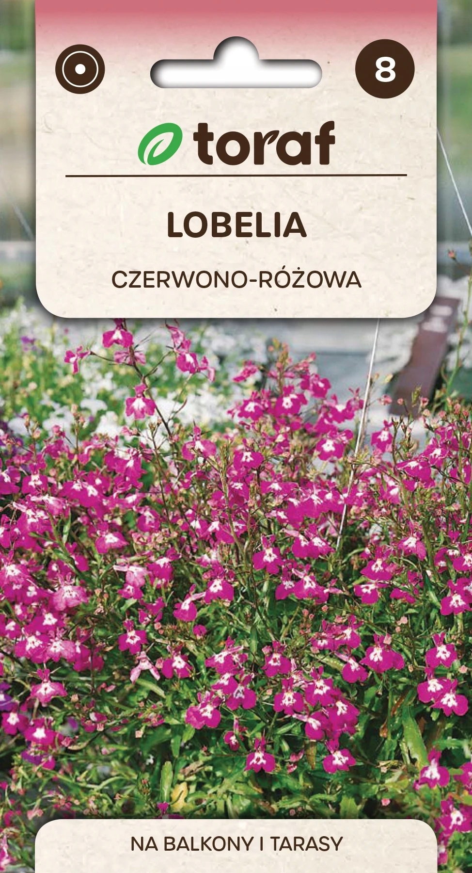 Rosa-rote Lobelia-Blumensamen-551 Toraf