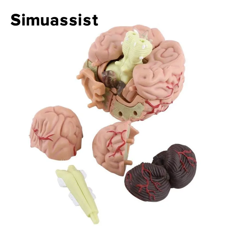 4D Medical Removable Mini Brain Model Assembled Model Structure Of The Brain Anatomy Medical Teaching Tool