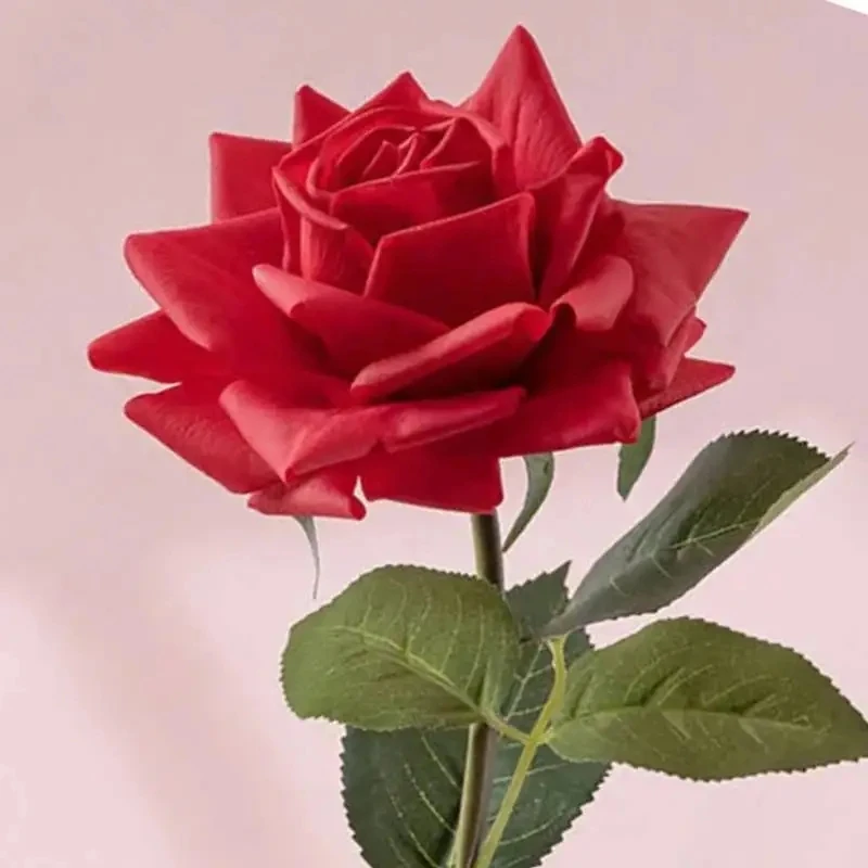 Red rose
