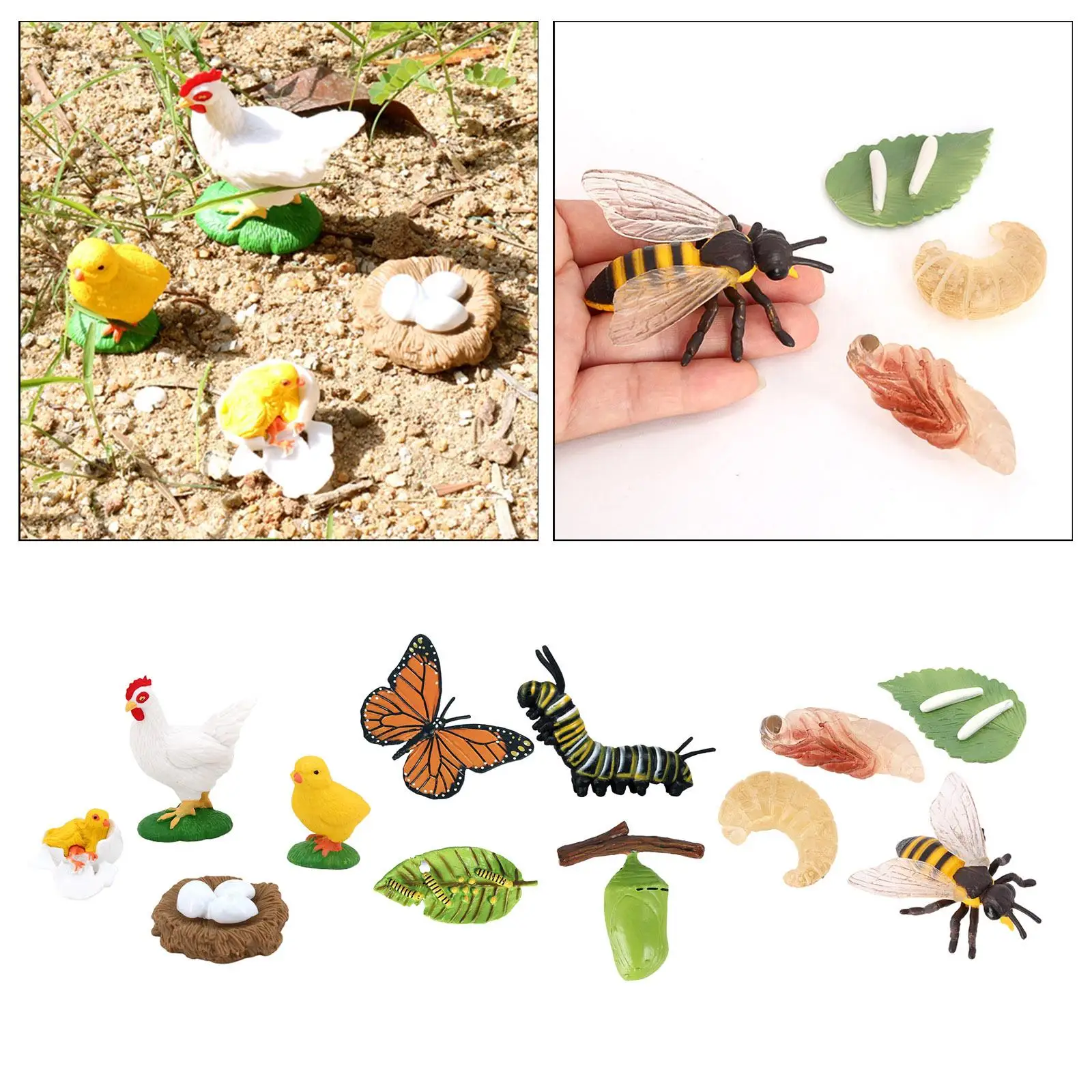 Plastic Growth Life Cycle Figures Child Education Biology Toy