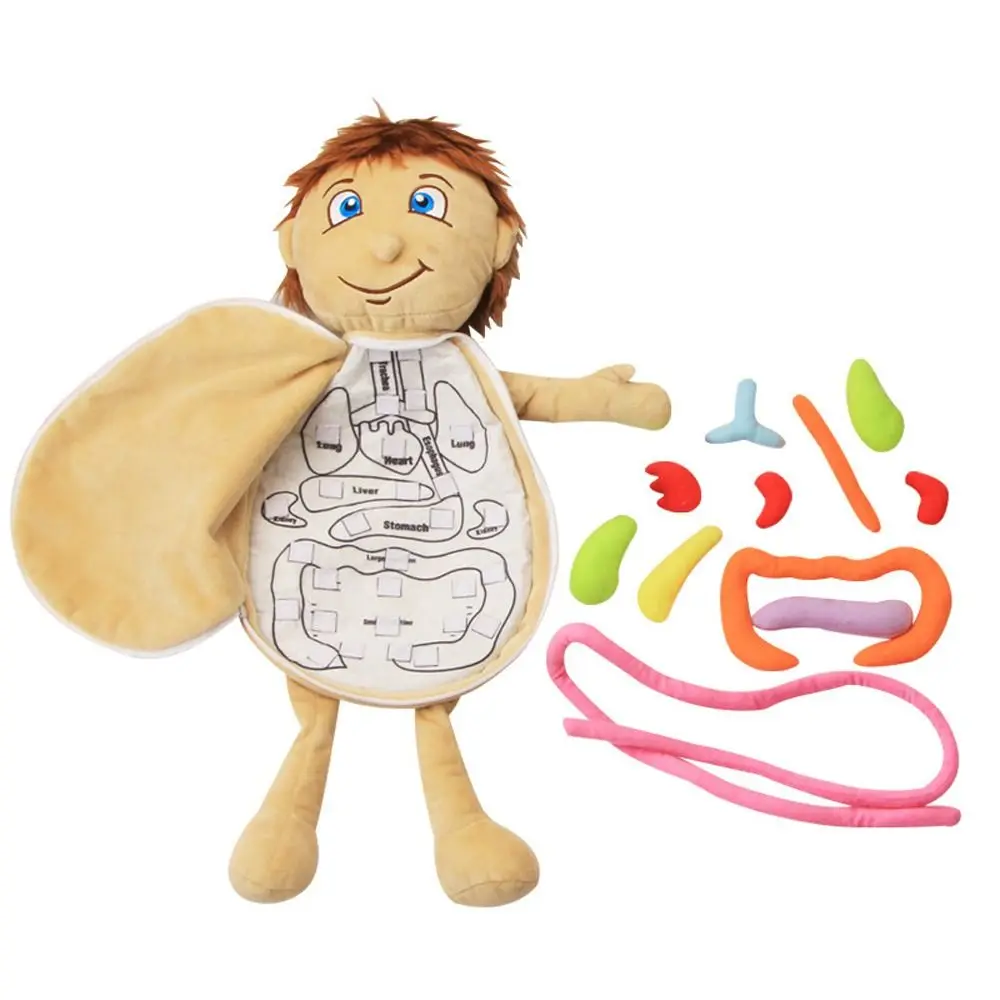 3D Puzzle Anatomy Plush Toy DIY Assembled Educational Tool Plush Body Organs Science Plush Doll Human Body Organ Insights Toys