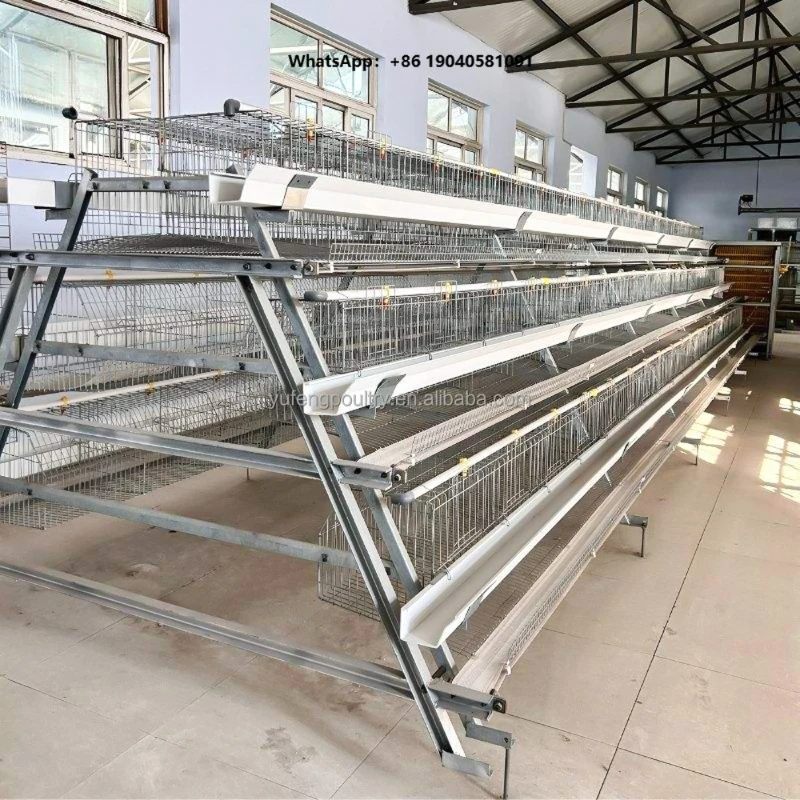 Full Automatic Galvanized a Type Chicken Cage Laying Hens Layer Egg Chickens Poultry Cage for 2000-5000 Birds Capacity