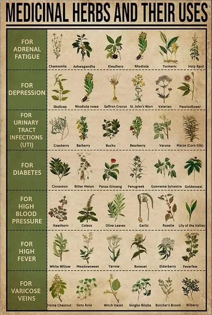 Panneaux métalliques amusants, décoration vintage, panneau métallique antique, herbes médicinales et leurs utilisations, connaissances sur les plantes médicinales, panneau en étain, décoration vintage