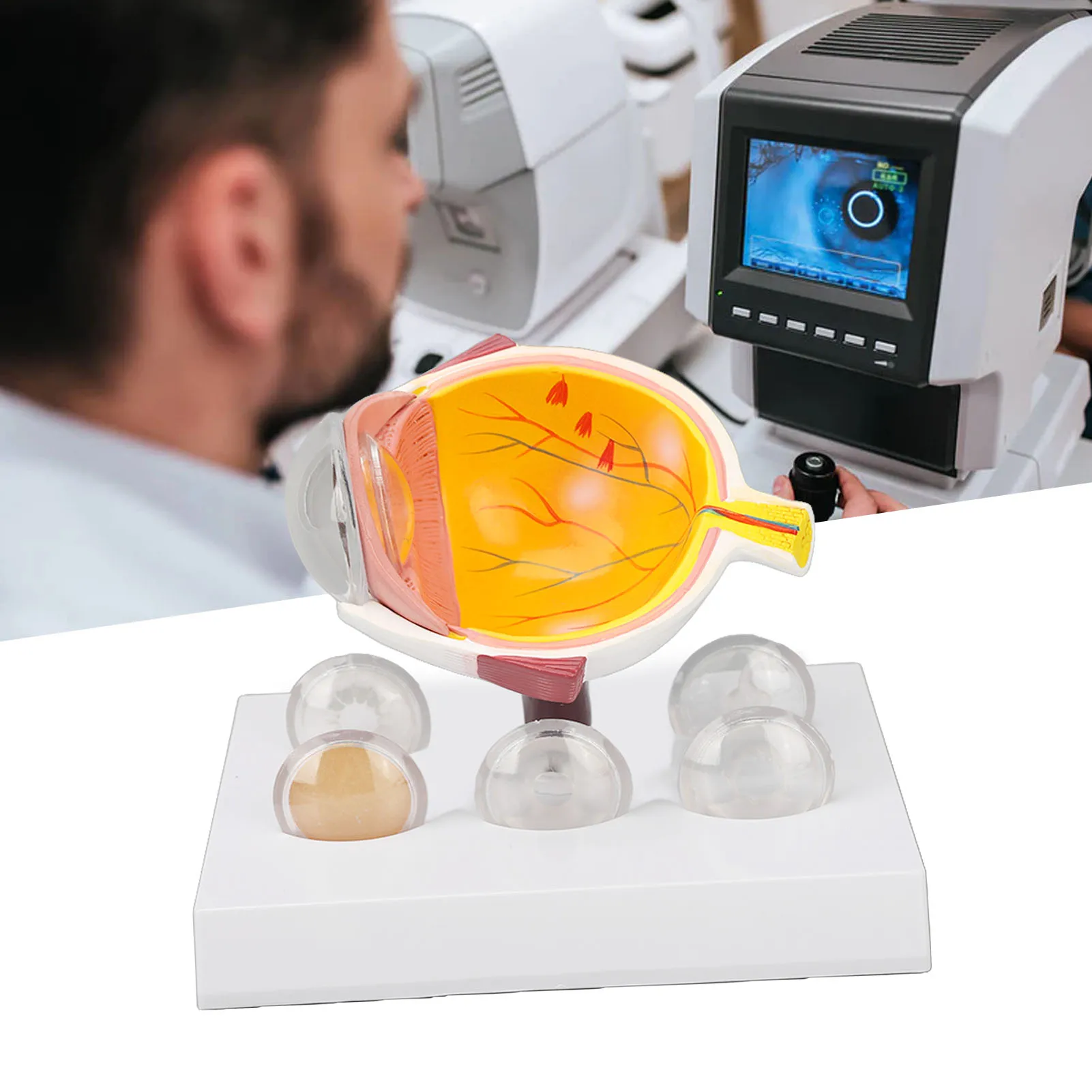 Augapfelmodell, vergrößertes anatomisches Modell des menschlichen Auges, genaue Shows, Augapfelmodell mit optischer Hornhautlinse