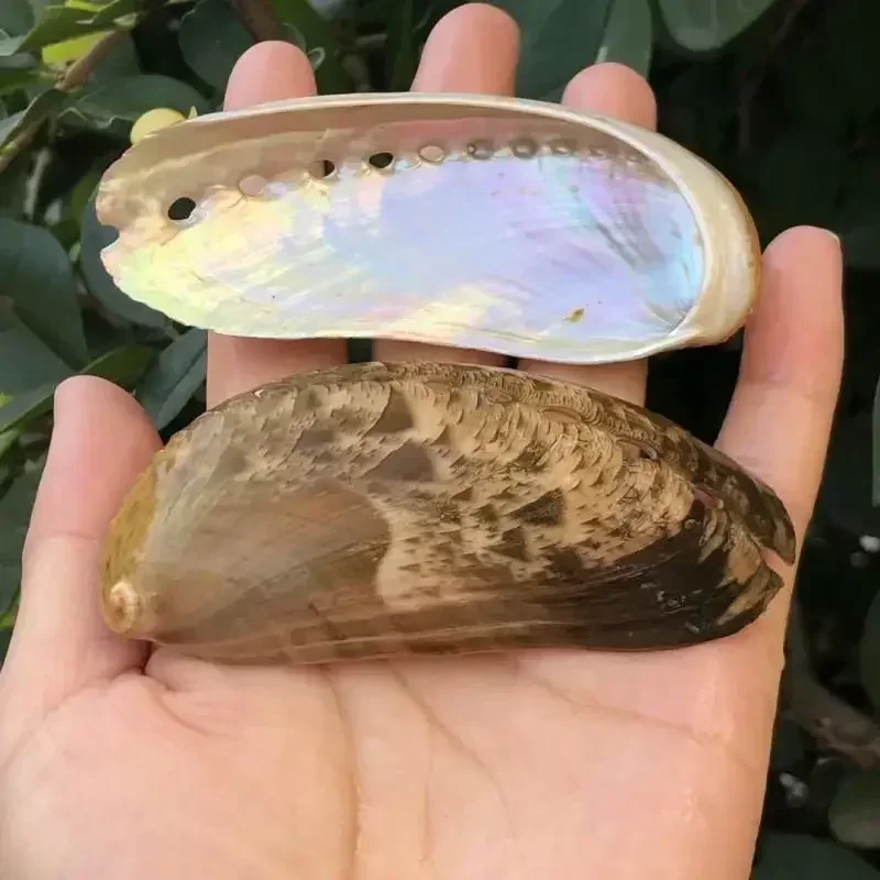 2pcs Natural Shells Conch Abalone Shell Donkey Ear Shell Fish Tank Aquarium Home Decoration Floor Ornaments