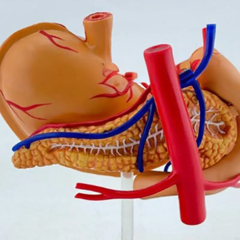 A9BD Interactive 4D Stomach Anatomy Model for Medicals Students Healthcare Professionals PVC 4D Stomach Anatomy Science Model