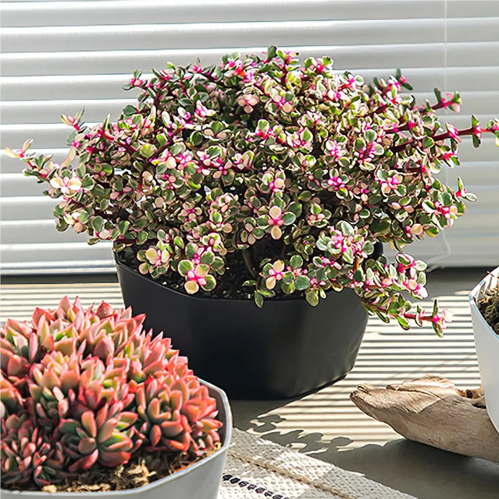 Succulent Planters Plastic Personality Decorations Flower Pot Large-caliber Plants Container for Office Yards White