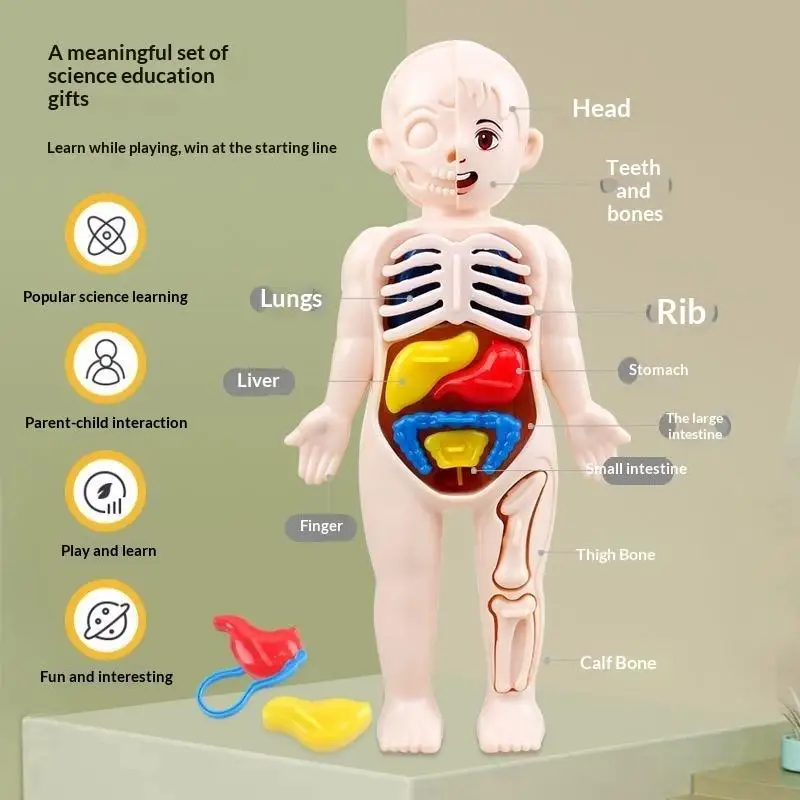 Human Body Organ Assembly Model Toy Detachable Body Structure Puzzle For Kids Science Education Early Learning Teaching Gift-TOY