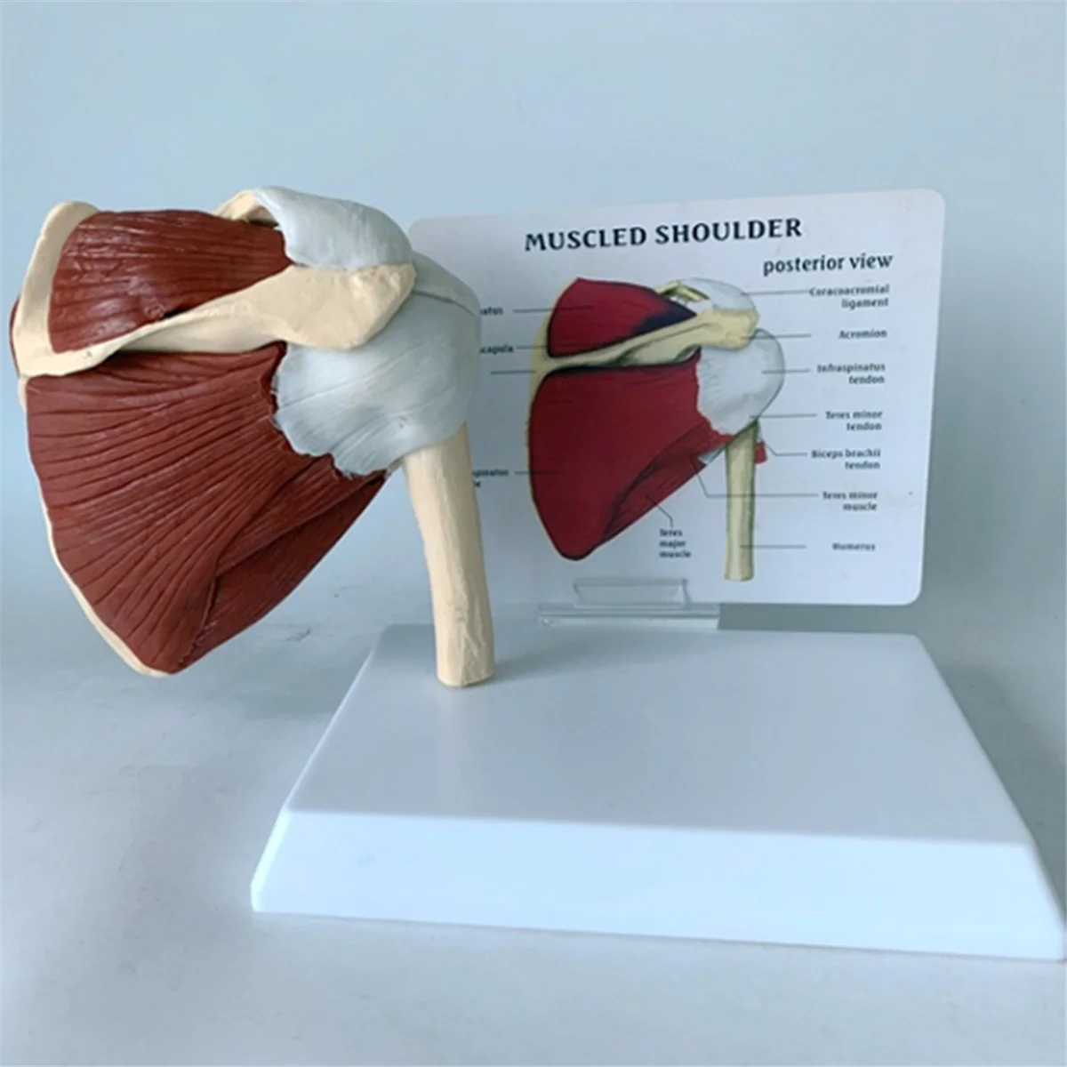Modèle d'épaule musculaire ABZL, modèle musculaire d'articulation de l'épaule droite d'anatomie humaine, modèle d'anatomie du bureau et de la salle de classe de médecin