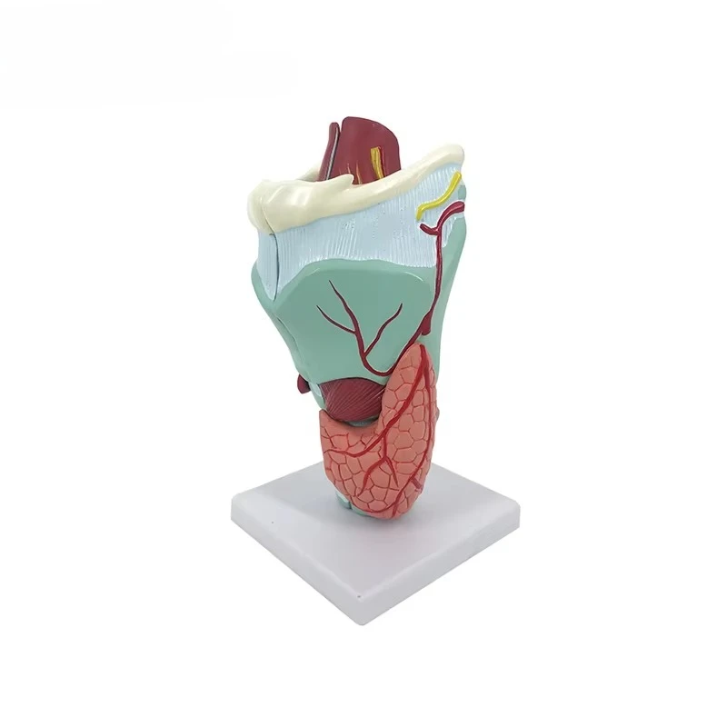 

5-Part PVC Throat Model Medical Education Anatomy Model