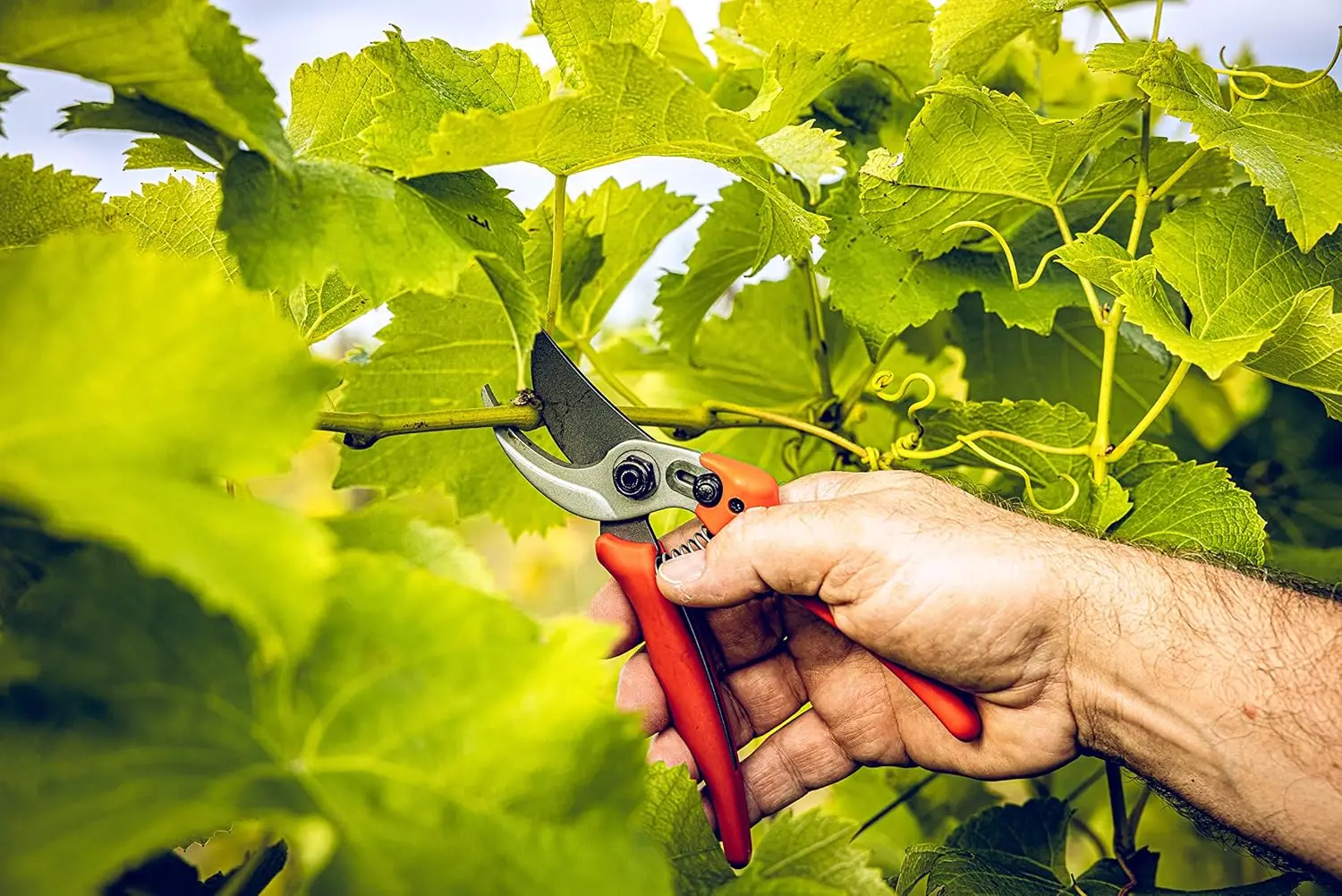 Podadora de derivación original LÖWE 14,104 |   Utilice como podadoras, cortasetos, tijeras de jardín |   Para cortar rosas, ramitas. |   Alemania