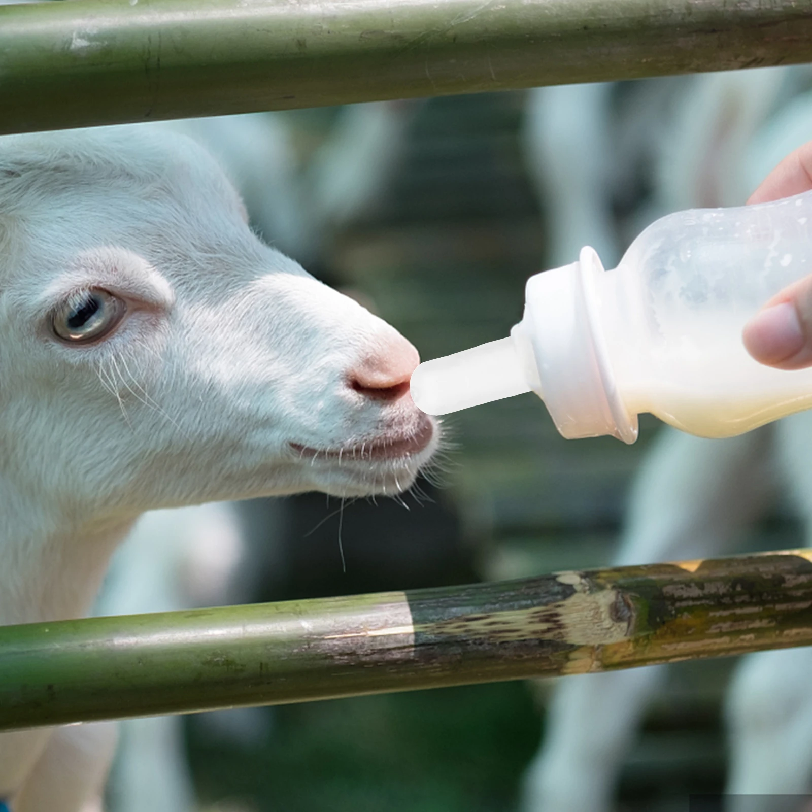 

10Pcs Nursing Bottle Nipples for Small Animals Pigs Dogs Cats Cattle Sheep Easy to Use and Clean Lamb Milk Drink Nipples