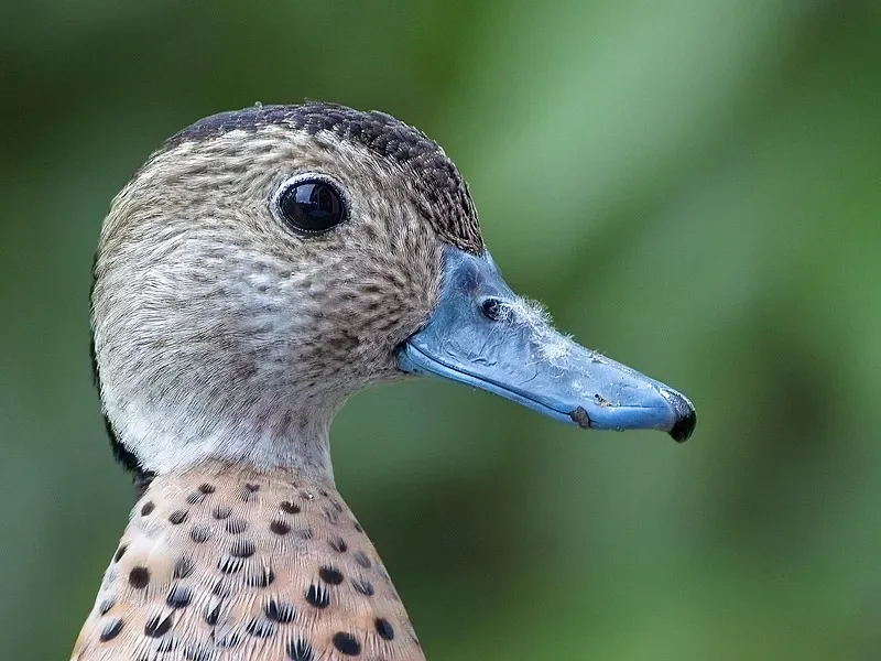 2쌍 GEMFAN 플로피 프로피 F5135 프로펠러 - 5.1인치 접이식 3블레이드, FPV 프리스타일 장거리 4/6S 5인치 드론용