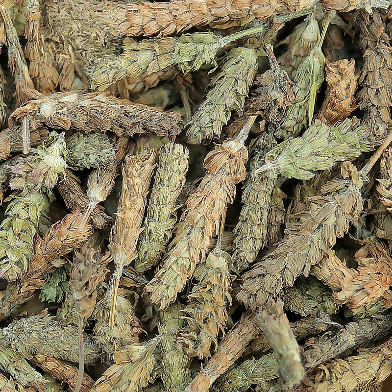 برونيلا المذبذبة