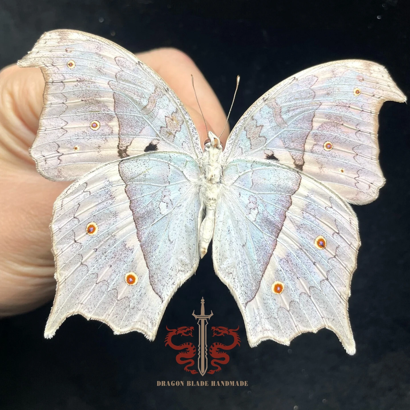 Butterfly ornament Salamis Parhassus , 1pc wings spread A1/A- high quality, Decorative Display Collection Gifts