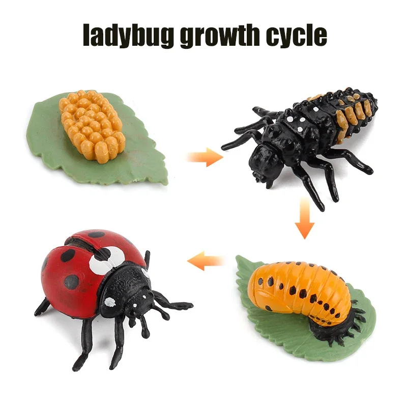 Animal Life Cycle Board Kinderspeelgoed Montessori Leermiddelen Plant Animal Growth Cycle Model Set voorschoolse cognitieve speelgoed