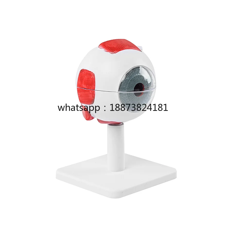 Eye Eyeball Model Students Study Anatomy Eyeball Model Display Teaching Anatomy Eyeball Model (3x Enlarged) fast shipping