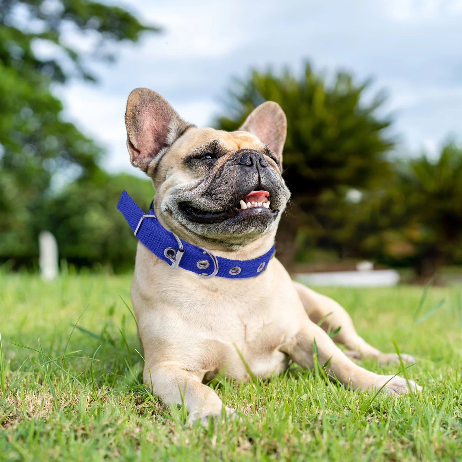 

Pet Collar for Dogs Cats Adjustable Comfortable Foam Puppy Kitten Accessories Wear Resistant Stylish Dog Collars Cat Collars
