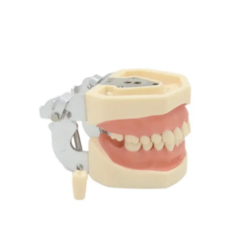 Dental Exercise Dental Preparation Model 28 Teeth Replaceable Removable Model Soft Gums Cavity Preparation