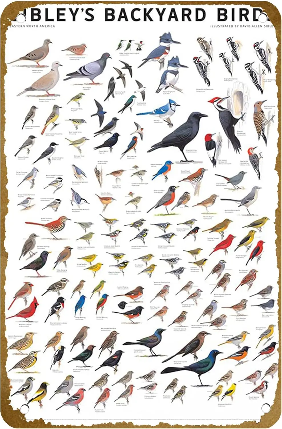 Sibley??s Backyard Birds Of Eastern North America Poster Poster Vintage Metal Tin sign Logo Family Club Bar Cafe Bedroom Ar sign