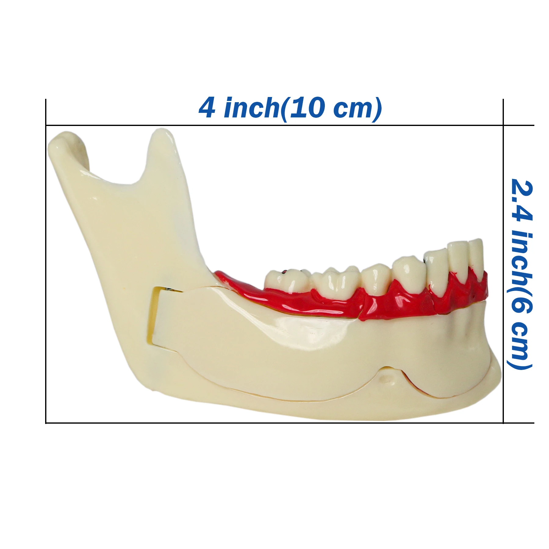 Dental Teeth Model Low Jaw bone Mandibular Tissue Mandible Anatomical Jawbone for Dentist Student Study M4014