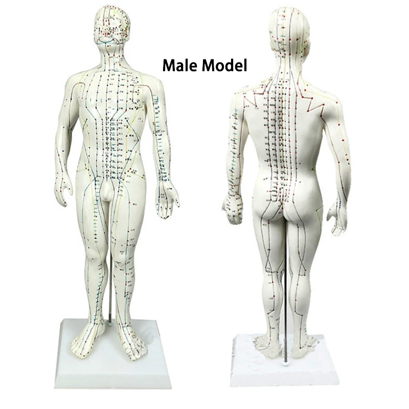 Human Body Acupuncture Model 48cm Female 50cm Male PVC Head Hand Foot Human Body Acupuncture Model Acupoint Model English Code