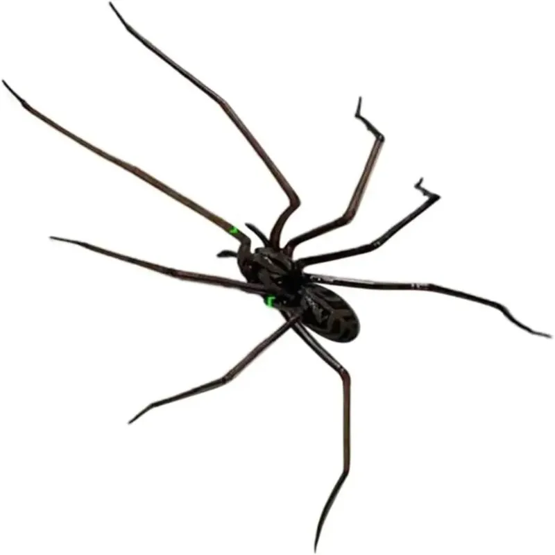 Funny Fridge Magnets Spider Refrigerator Sticker Strong Adhesive Removable Realistic 3D Spider Fridge Magnet Flexible Legs