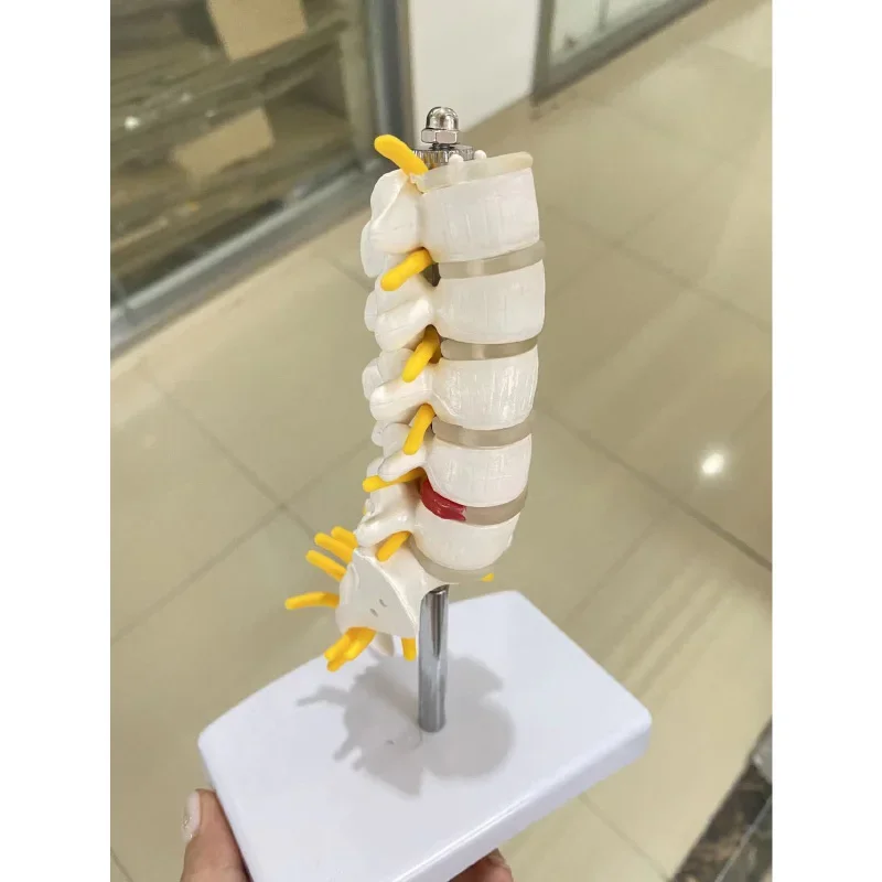 Brand New Human Anatomical Lumbar Vertebrae Model Caudal Vertebra Anatomy Medical teaching supplies