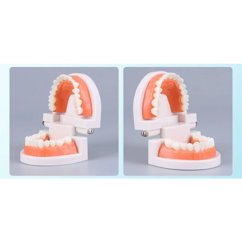 Modello dentale Modello dentale orale in resina Spazzolatura per asilo Modello didattico Spazzolatura dentale per bambini Stampo per simulazione materiale