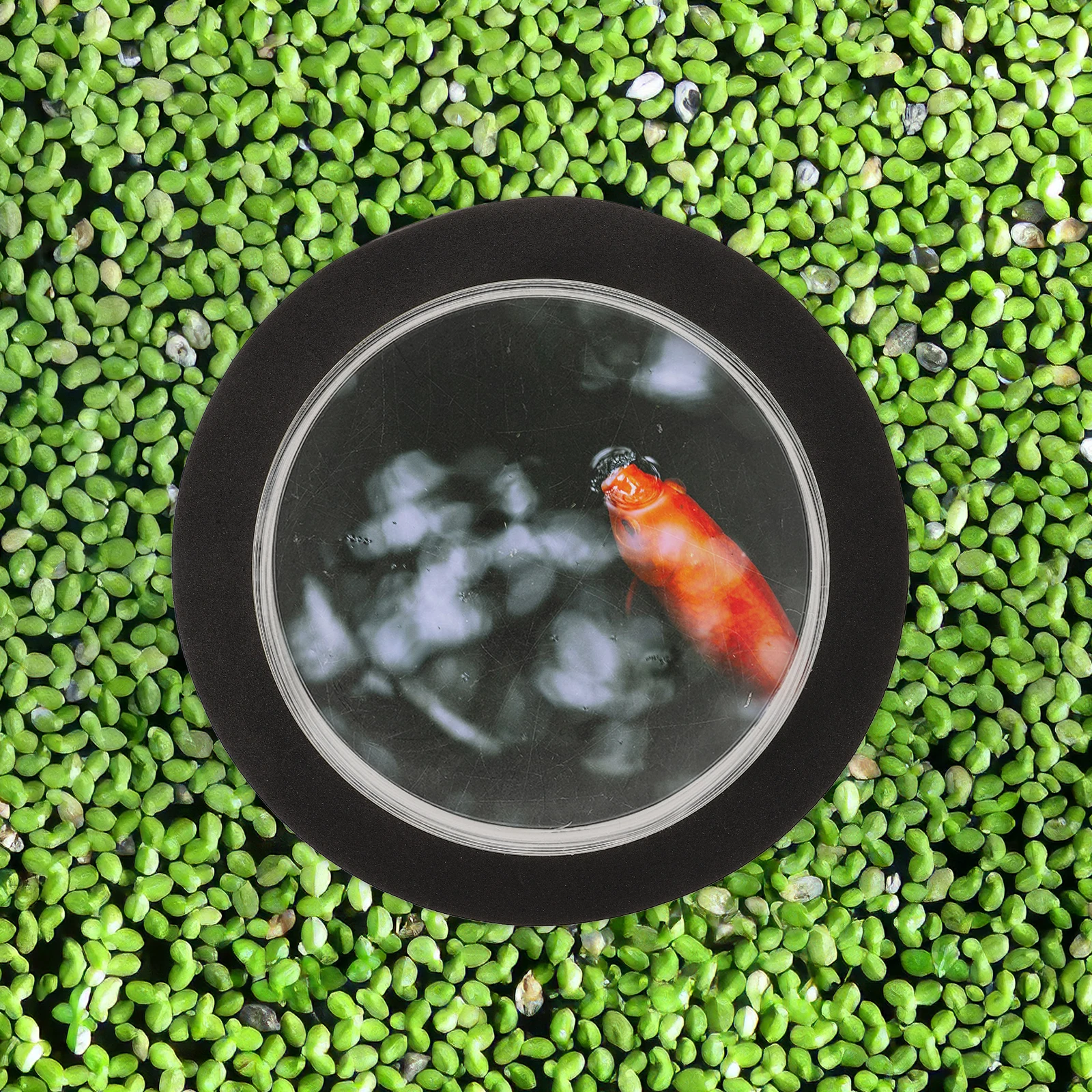 

Pond Floating Cover Acrylic Dome Outdoor Garden Fish Supplies Decorative Stake Transparent Pond Cover Durable Waterproof