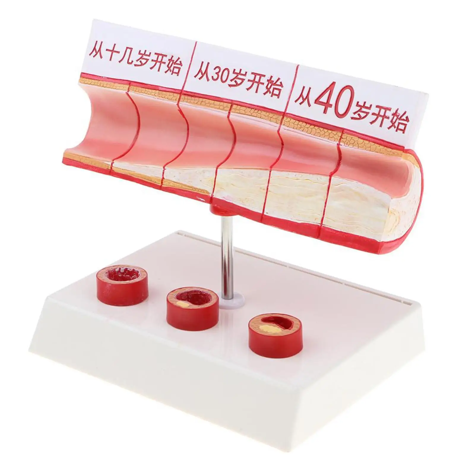 نموذج تشريح الأوعية الدموية البشرية أداة عرض تعليمية احترافية لتعلم دراسة المدرسة في الفصول الدراسية