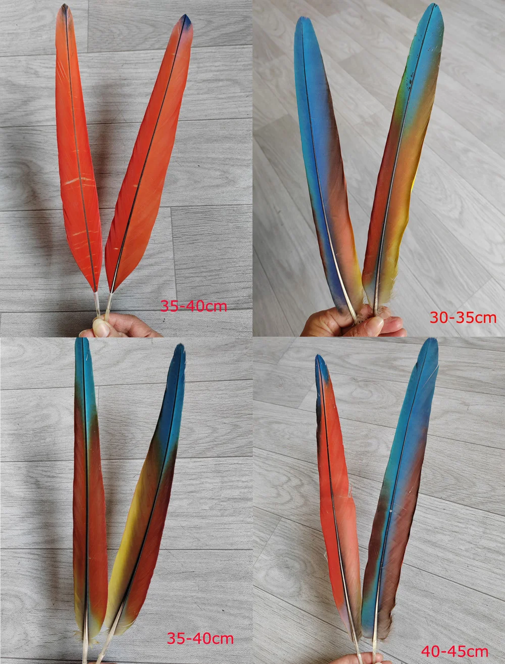

2Pc Red Blue/Orange Blue/Red Parrot Tail Feathers,Natural Shedding Collection Long Parrot Feathers,30-45cm, 4 Size for Choice