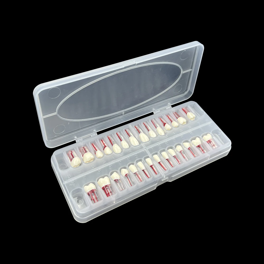 28pcs/box Dental Teeth Model Full Mouth Endodontic Tooth Model Root Canal Block RCT Practice Teeth Pulp Cavity Study Train Model