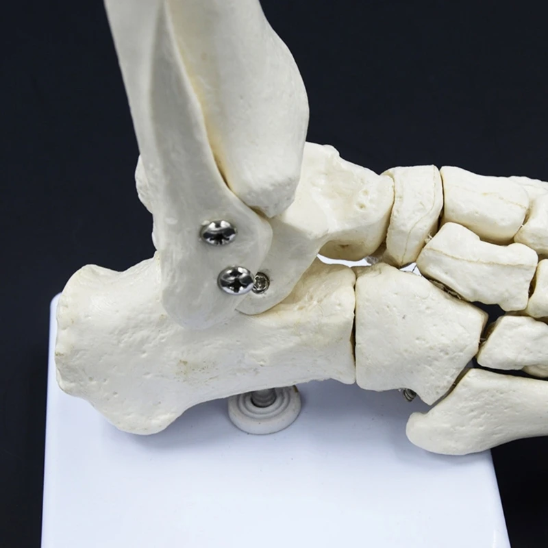 Mô hình bộ xương bàn chân PVC dùng cho giảng dạy và nghiên cứu lâm sàng