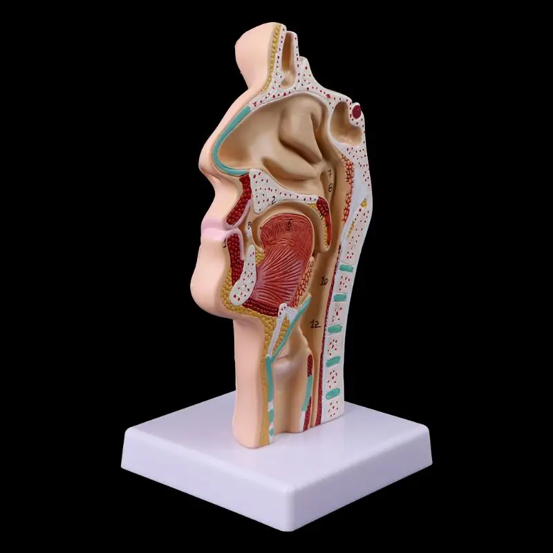 Modelo de accesorios médicos, modelo anatómico del cerebro del oído humano, modelo de enseñanza preciso de la anatomía de la garganta de la cavidad Nasal humana