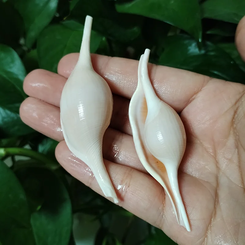 2 PC Natural Shuttle Volva Shells Ovulidae Ovula Snail for Home Decorations Beach Theme Party Fish Tank Vase Filler DIY Jewelry