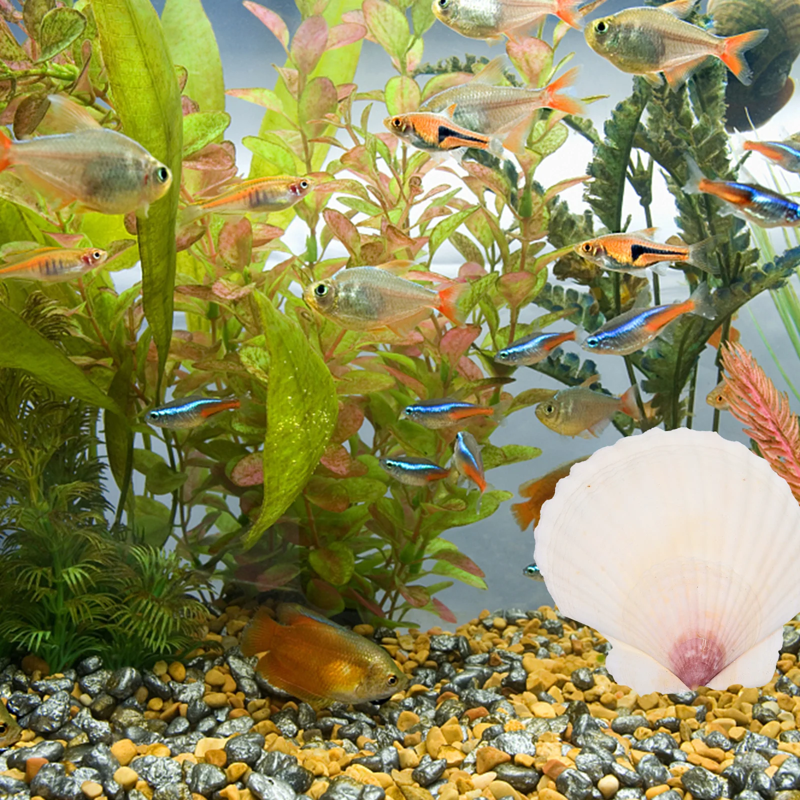 

10pcs Shell Decoration Set Natural Seashells For Crafts Diy Accessories Fish Tank Landscaping Ornament Handicraft Shell Set