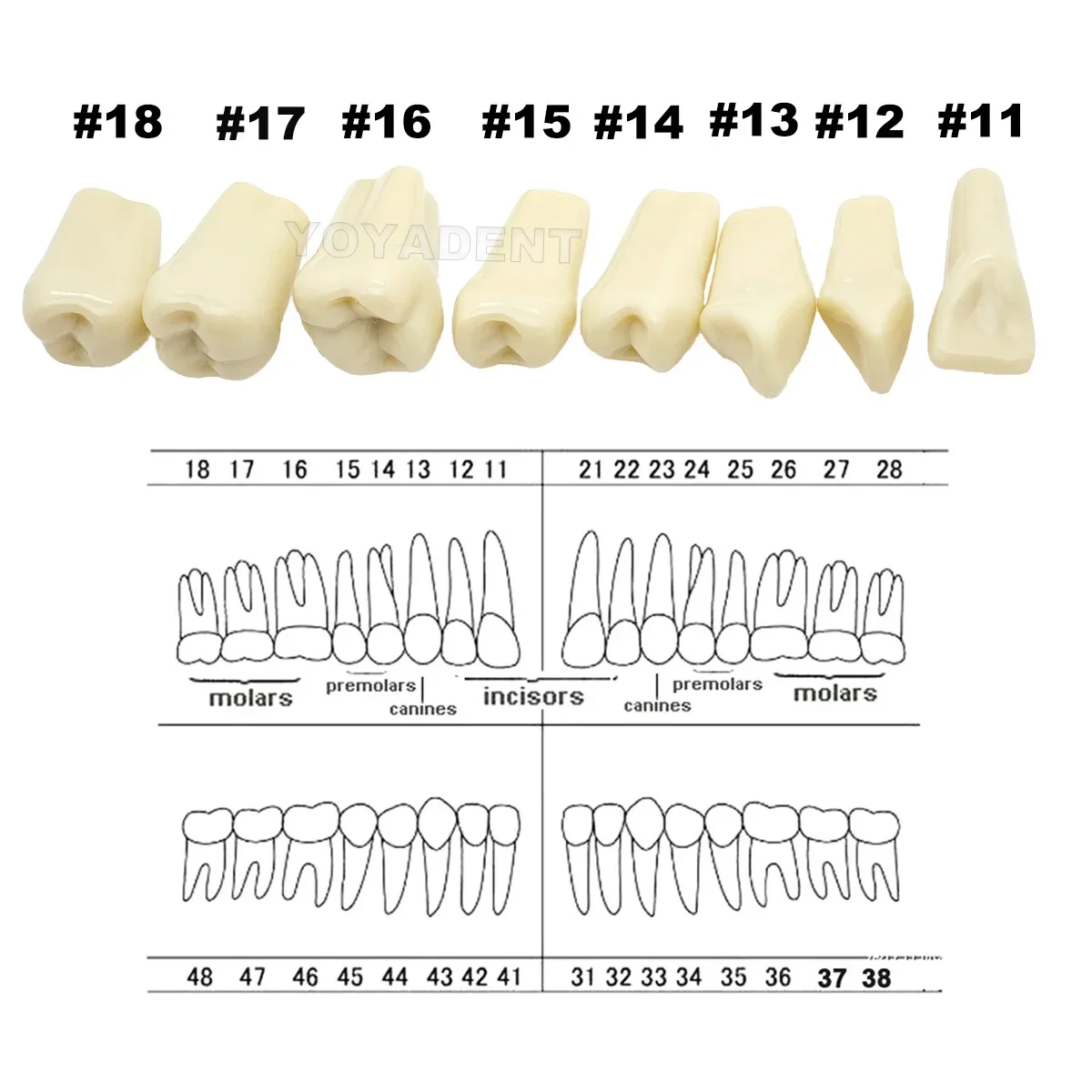 

Dental Teeth Model Resin Model Fit Frasaco A3 Full Teeth 32Pcs Replacement Tooth Particles
