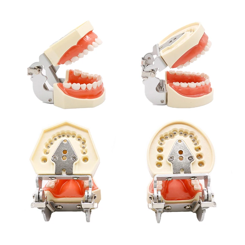 28/32 Teeth Model Dental Teaching Model Soft Gum Typodont Teeth Model Dentist Technician Practice Training Demonstration Model