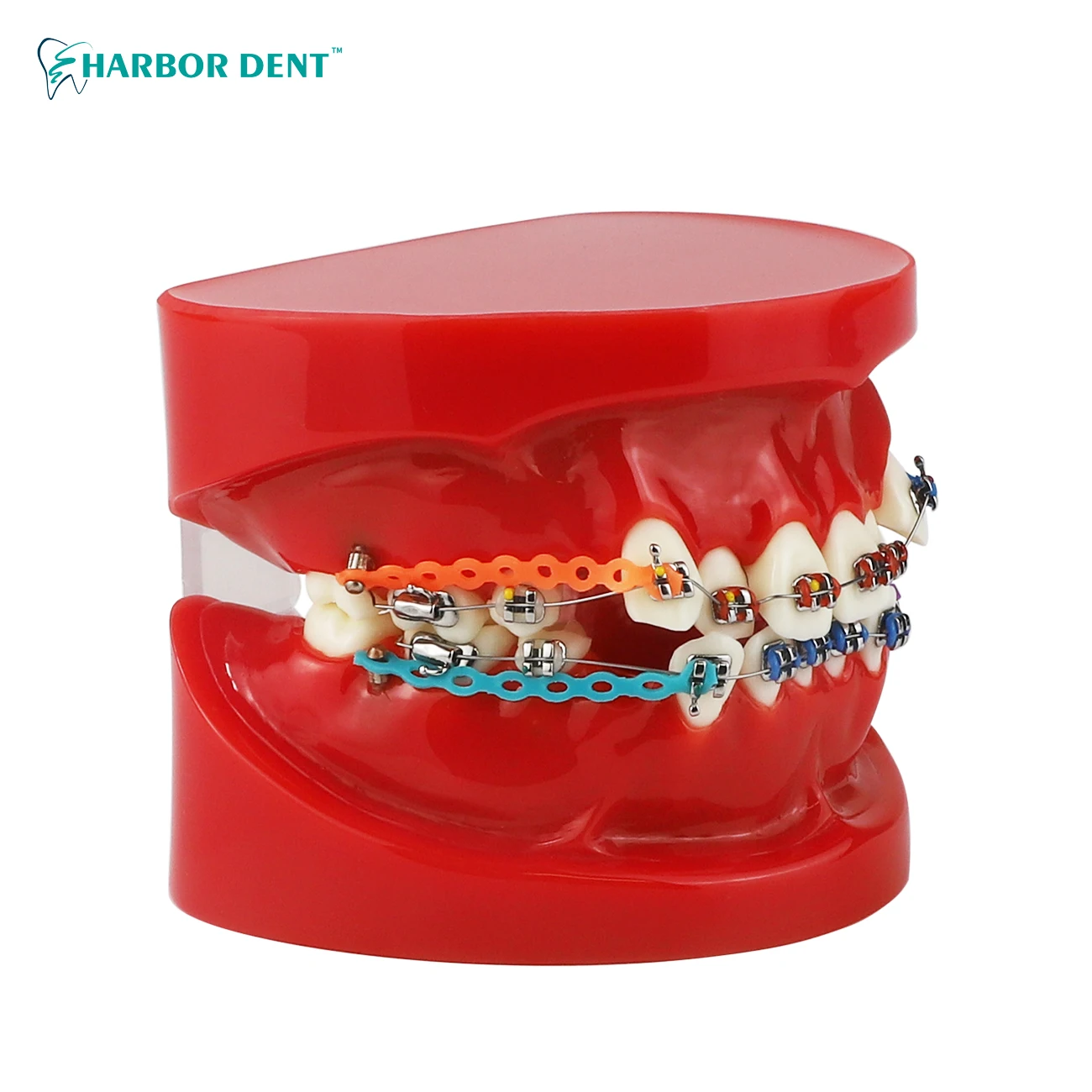 Dental Oral Care Tooth Teeth Model Dental Orthodontic Model for Patient Communication Dentist Study Model