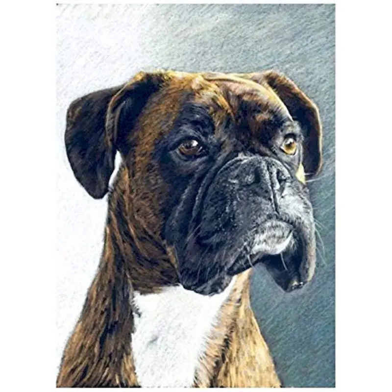 

GATYZTORY Diy Painting By Numbers For Adults Animals Dogs Drawing Coloring By Numbers Handmade Acrylic Paint For Home Decor ﻿