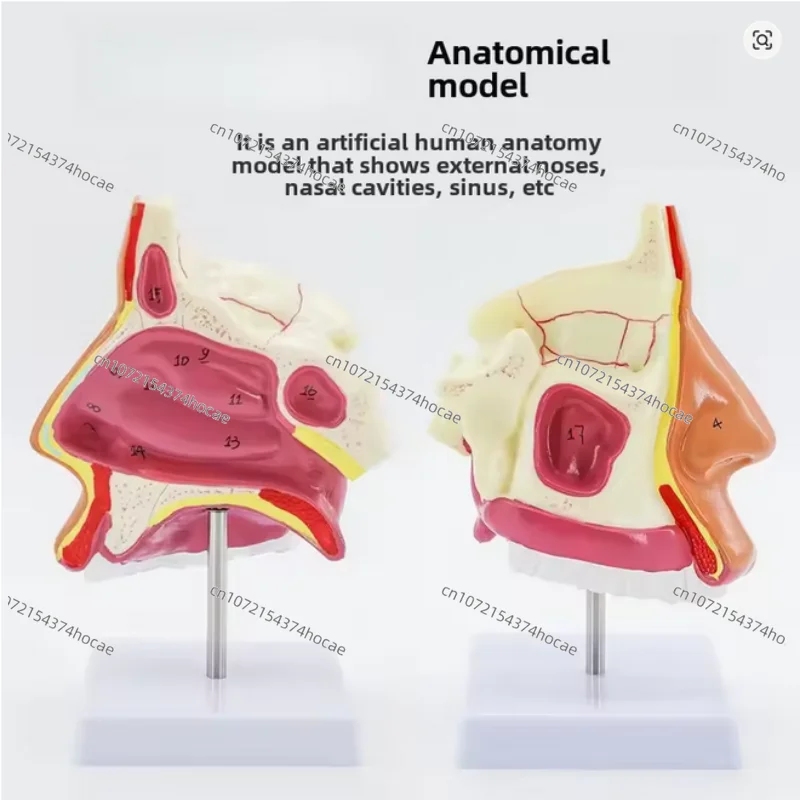 Marked with  Human Nasal Cavity Anatomical Model ENT Model Accessory Frontal Sinus Sphenoid Sinus Maxillary Nose Structure Model