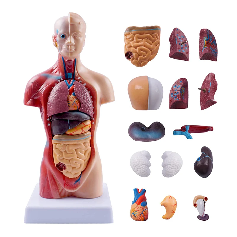 

28cm Removable Human Torso Body Model Anatomy Anatomical Internal Organs Skeleton Medical Teaching Supplies