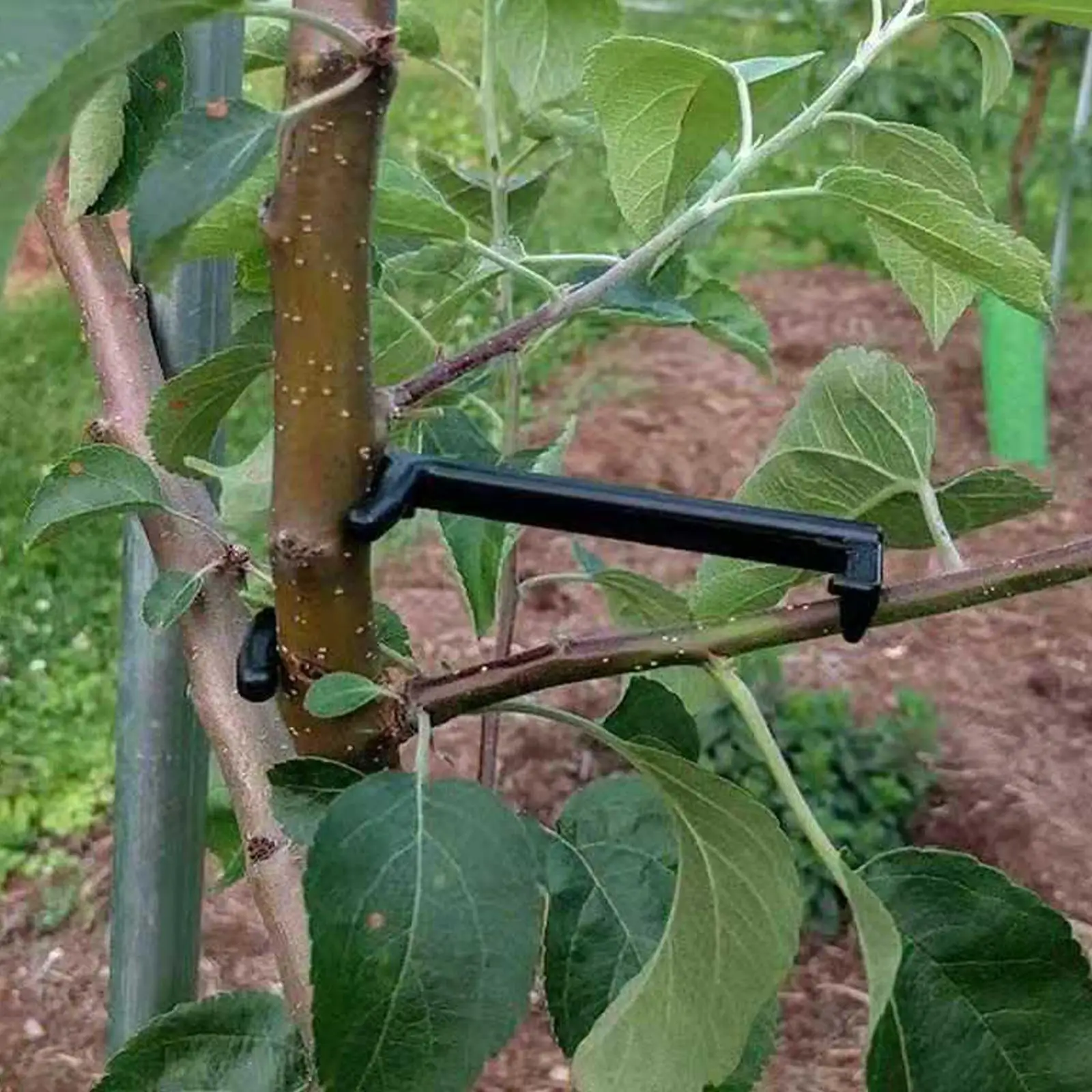 Support Frame Tool Hanger Growth Stronger for Trees Branch Garden