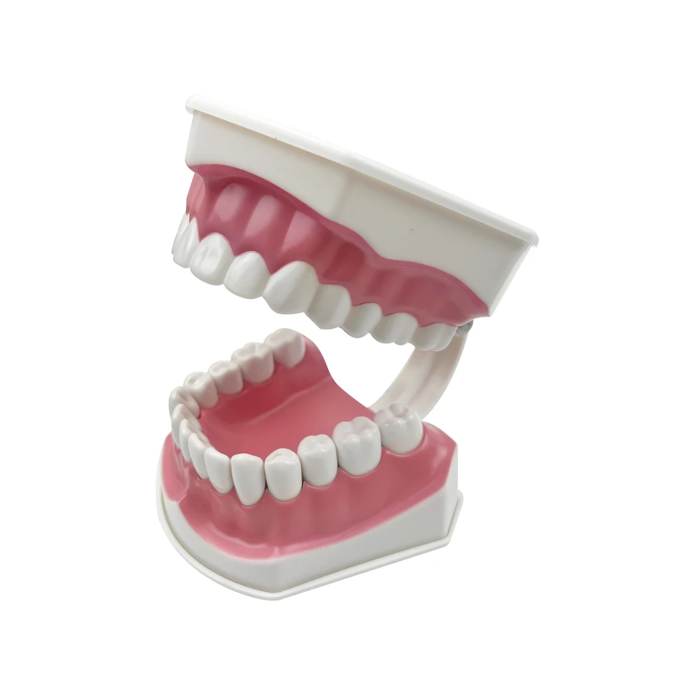 Removable Dental Tooth Model With Toothbrush Dental children's Dental Floss Demonstration Teaching Brushing Tooth Model