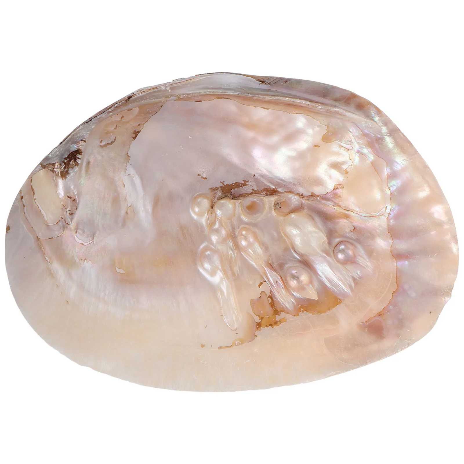 

Household Shell Jewelry Tray Natural Large Seashell Chic Dresser Organizer Multifunctional Jewelry Storage Plate Tray Desktop