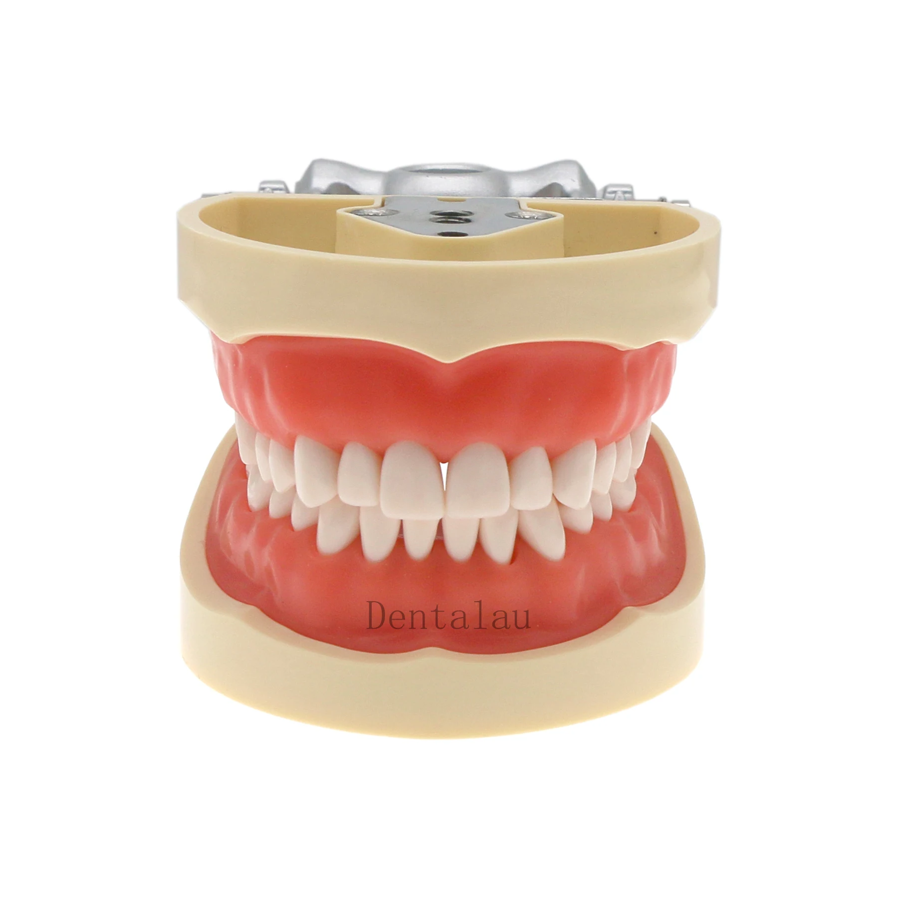 

32 Teeth Model For Dental Technician Practice Training with Soft Gum Dentistry Equipment M8012