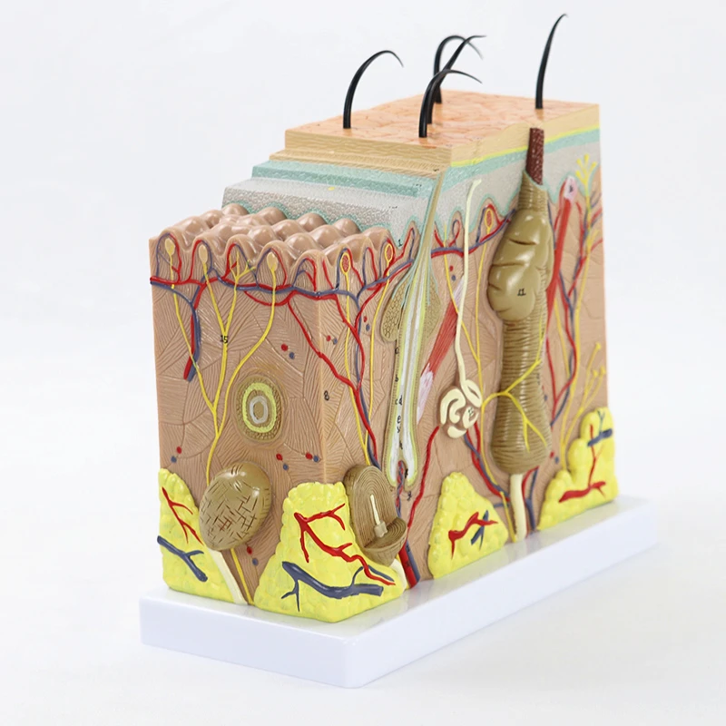 Human Skin and Hair Structure Enlarge Anatomy Model Skin Layer Structure  Anatomical Model Cosmetic Training Aids