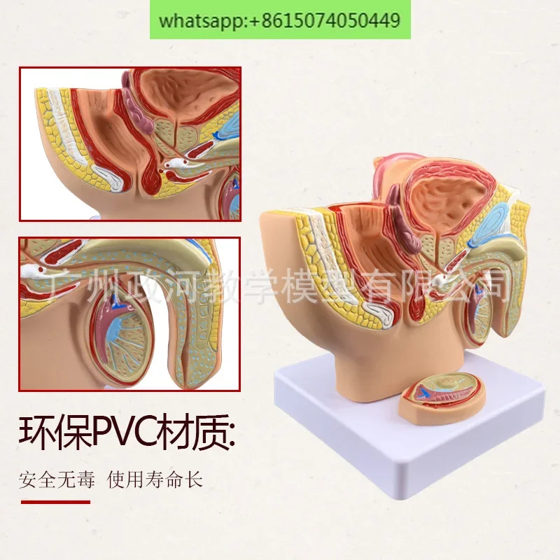 Small male pelvic midsagittal anatomical model Teaching model of male reproductive system anatomy medicine