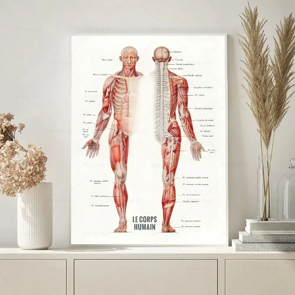 Scandinavian Simple Wall Art French Human Muscle Bodybuilding Anatomy Canvas Poster Prints Home Bedroom Living Room Decoration